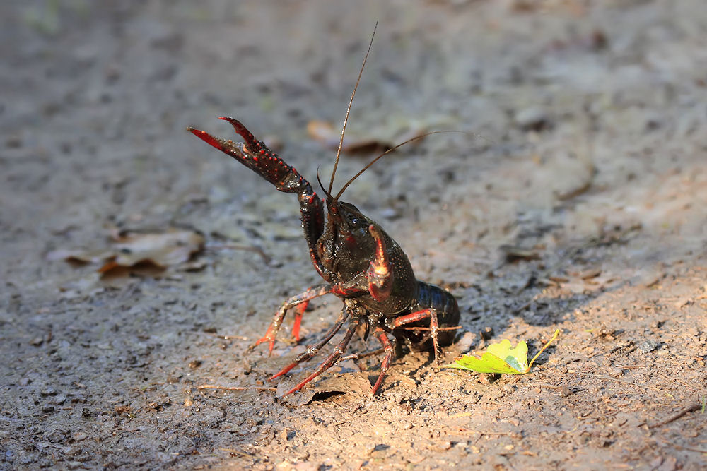 Procambarus clarkii